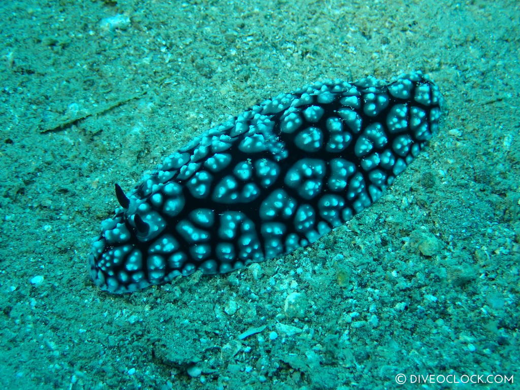 Phyllidia pustolosa_nudibranch anilao