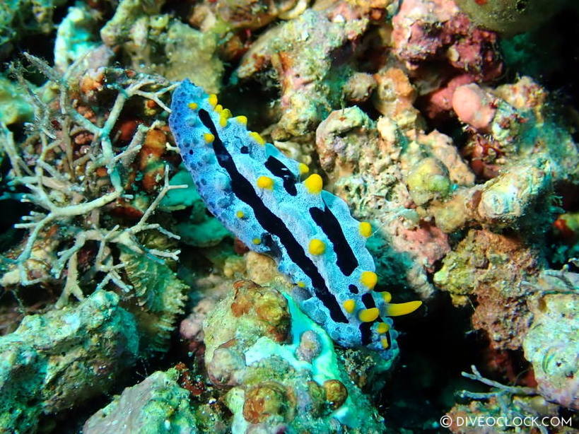 Phyllidia coelestis nudibranch anilao