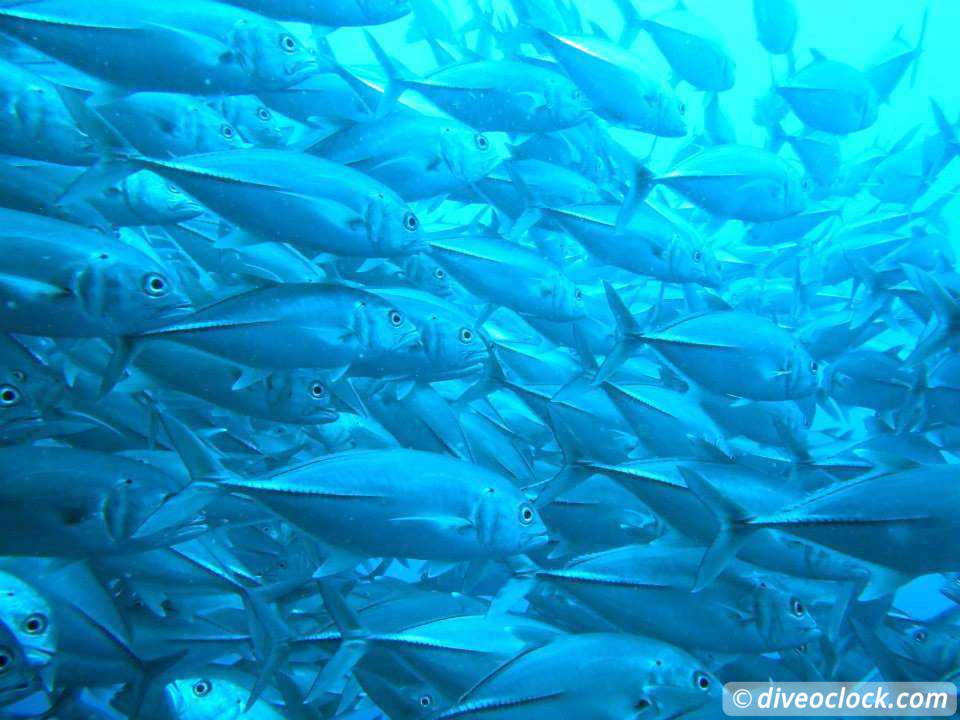 Balicasag Island Huge Jack Fish Tornados Philippines  Balicasag Philippines Diveoclock 1