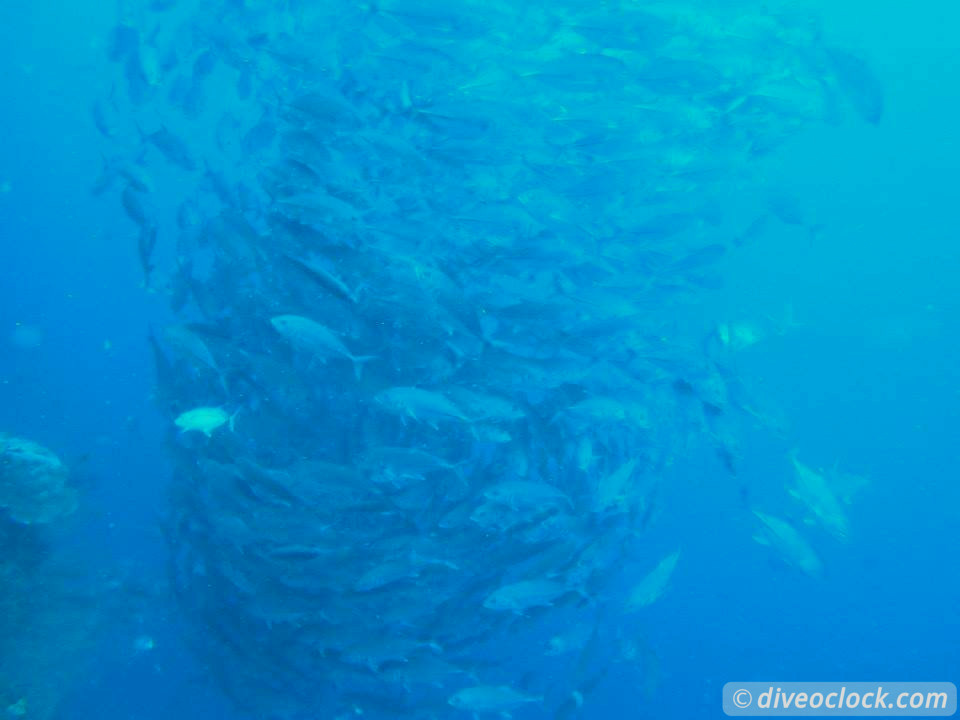 Balicasag Island Huge Jack Fish Tornados Philippines  Balicasag Philippines Diveoclock 2