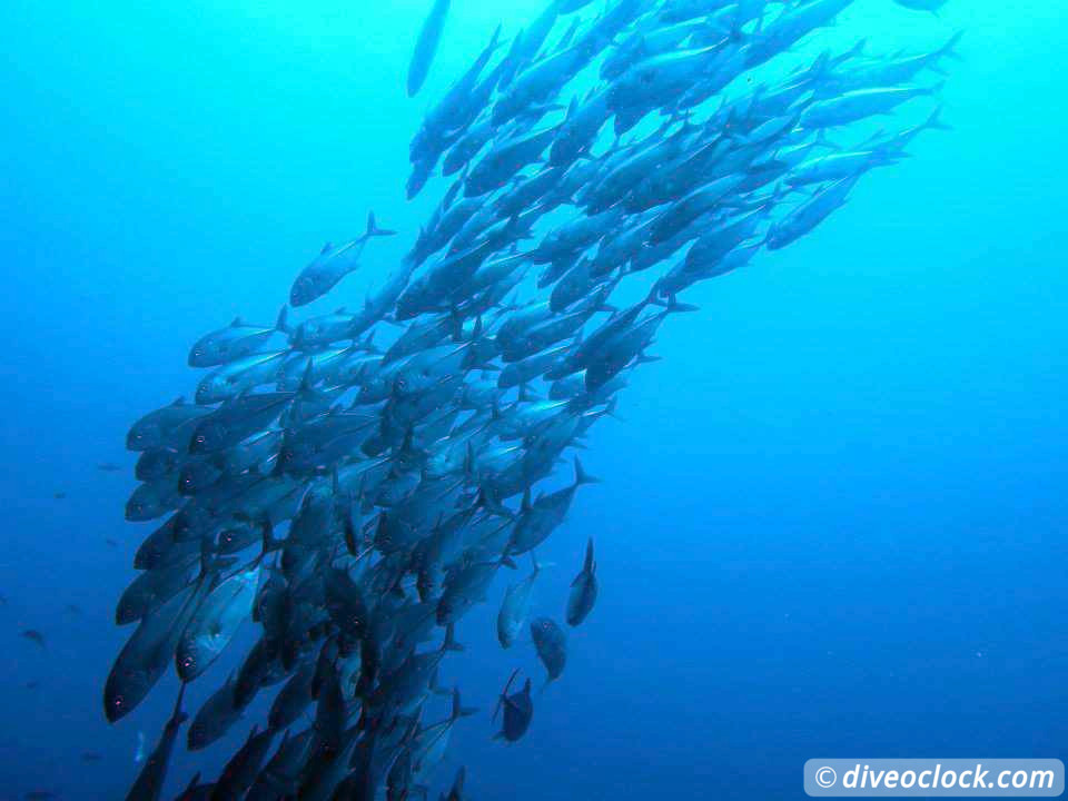 Balicasag Island Huge Jack Fish Tornados Philippines  Balicasag Philippines Diveoclock 3