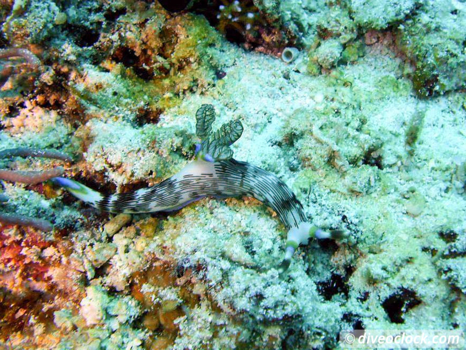 Balicasag Island Huge Jack Fish Tornados Philippines  Balicasag Philippines Diveoclock 5