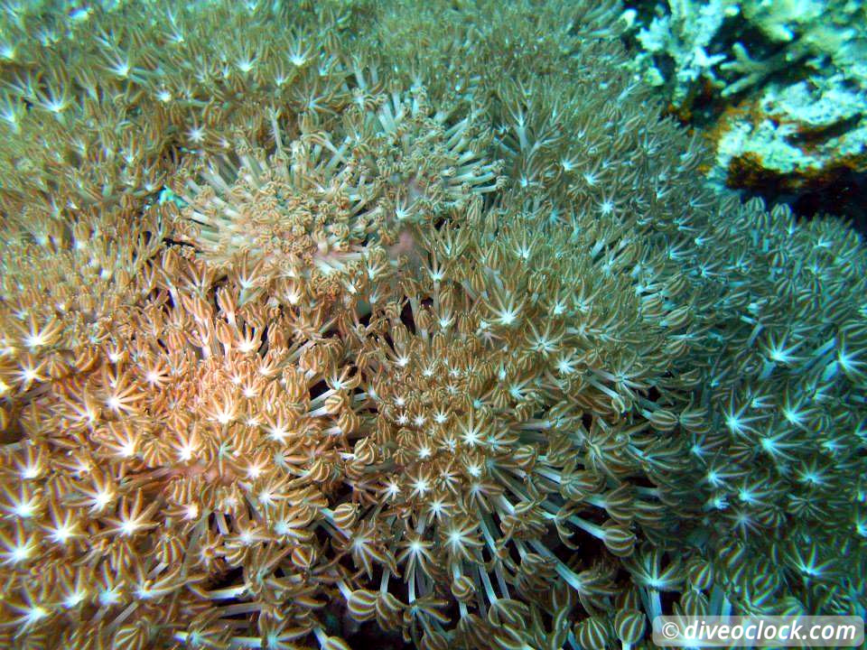 Balicasag Island Huge Jack Fish Tornados Philippines  Balicasag Philippines Diveoclock 6