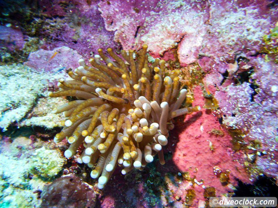 Balicasag Island - Huge Jack fish Tornados (Philippines) - Dive O'Clock!