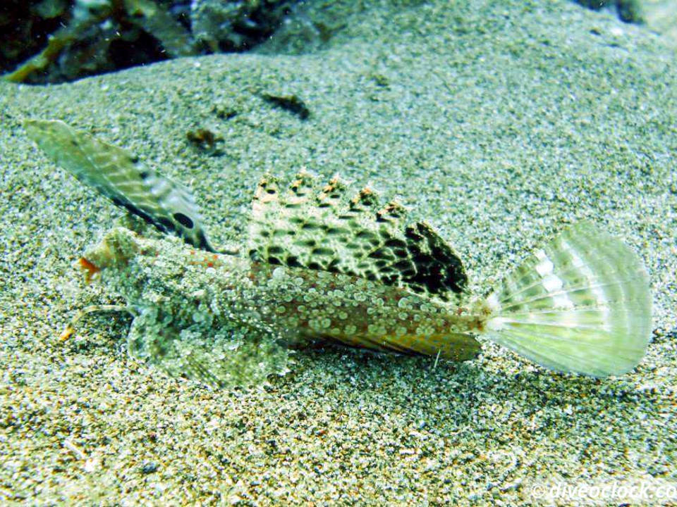 Dauin Awesome Muck Diving and Exploring Apo Island Philippines  Dauin Apo Island Philippines Diveoclock 1