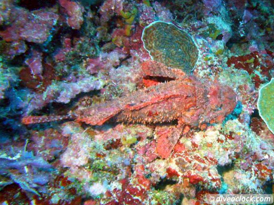 Dauin Awesome Muck Diving and Exploring Apo Island Philippines  Dauin Apo Island Philippines Diveoclock 10