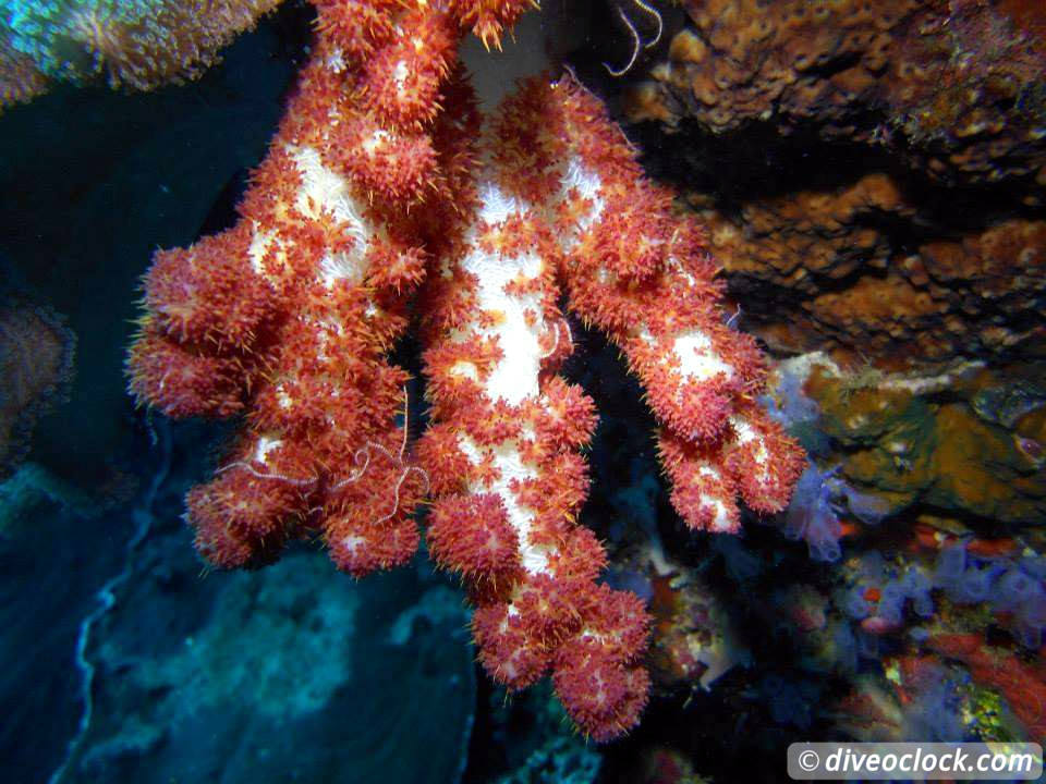 Dauin Awesome Muck Diving and Exploring Apo Island Philippines  Dauin Apo Island Philippines Diveoclock 12