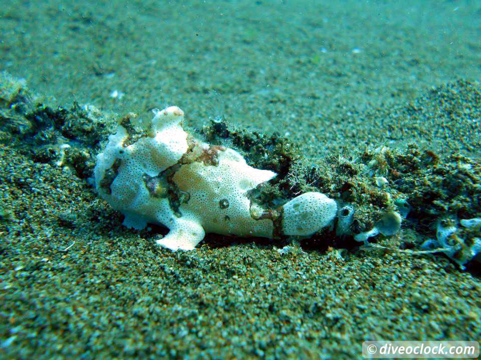 Dauin Awesome Muck Diving and Exploring Apo Island Philippines  Dauin Apo Island Philippines Diveoclock 14