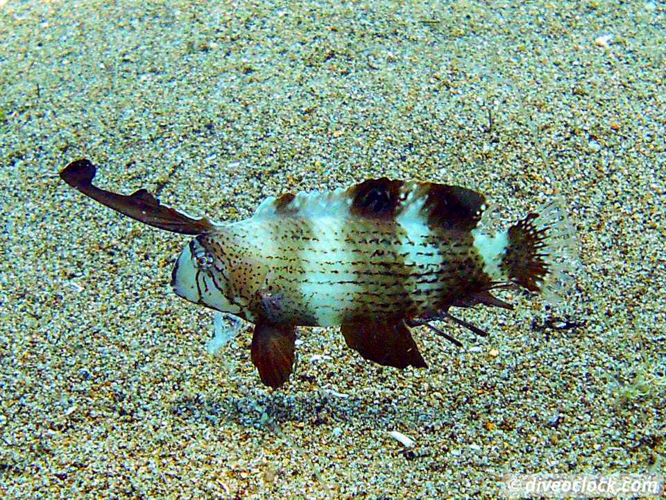 Dauin Awesome Muck Diving and Exploring Apo Island Philippines  Dauin Apo Island Philippines Diveoclock 16