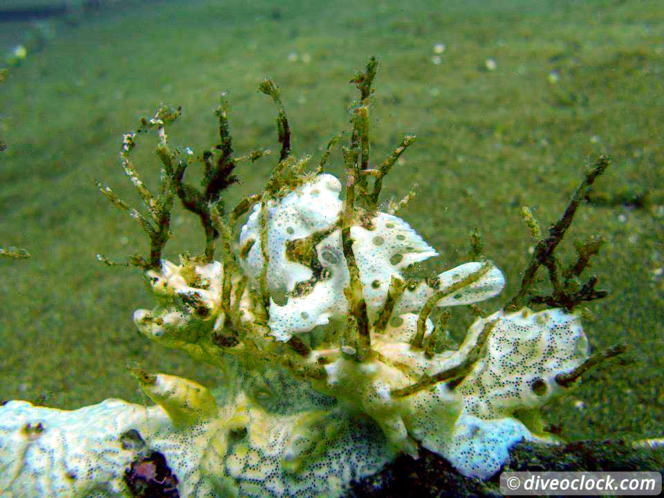 Dauin Awesome Muck Diving and Exploring Apo Island Philippines  Dauin Apo Island Philippines Diveoclock 17