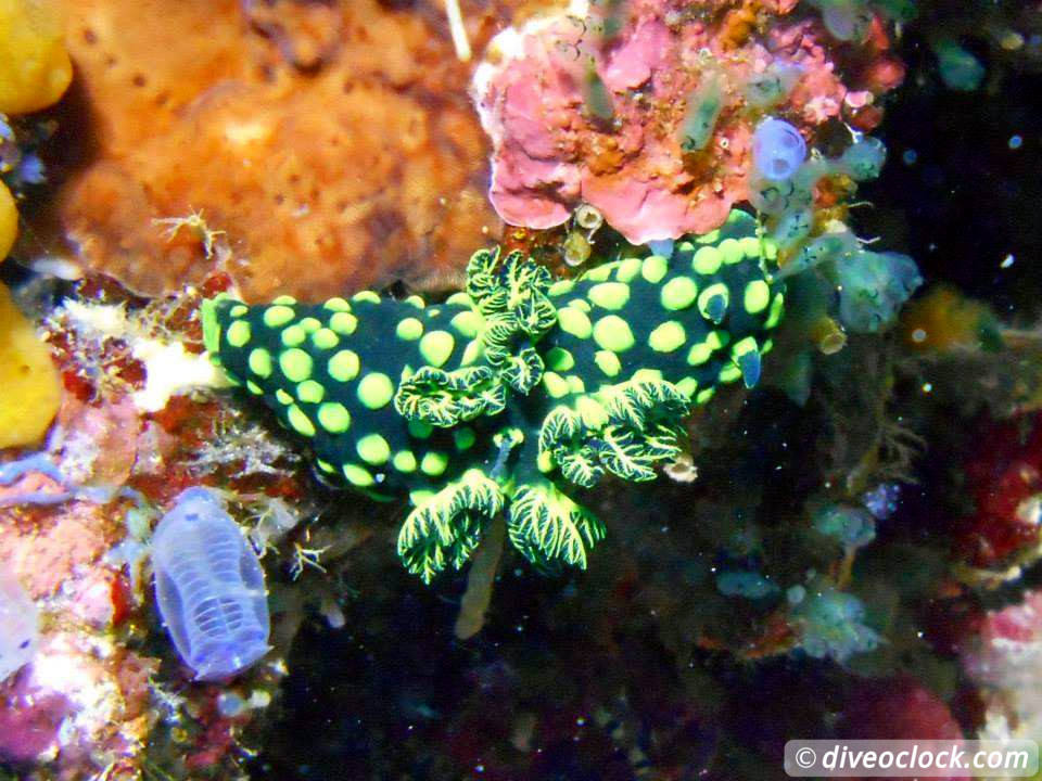 Dauin Awesome Muck Diving and Exploring Apo Island Philippines  Dauin Apo Island Philippines Diveoclock 20