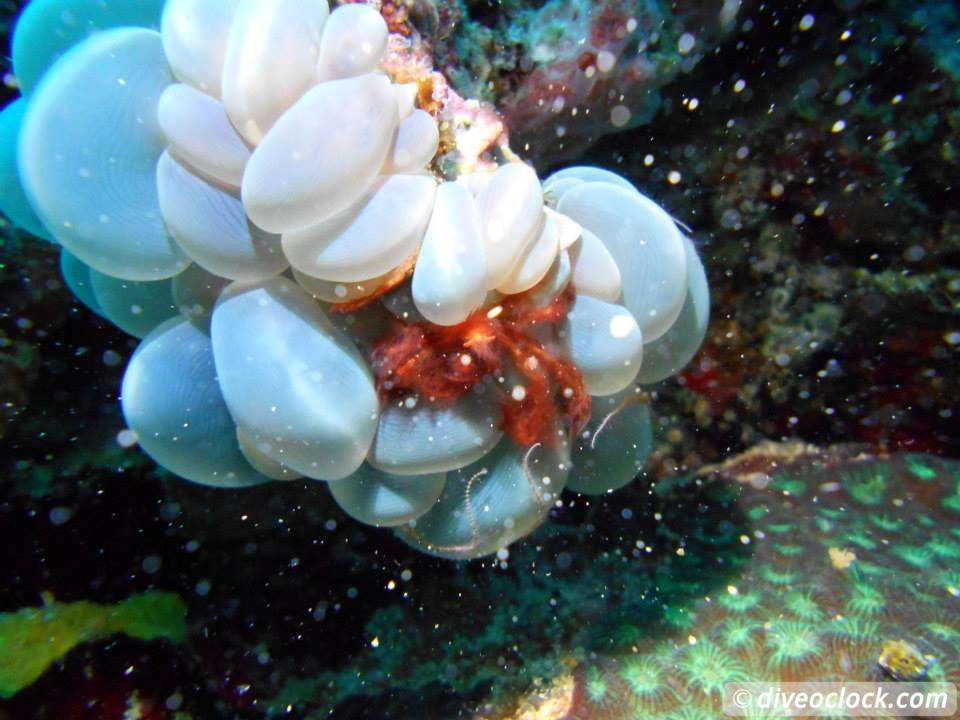 Dauin Awesome Muck Diving and Exploring Apo Island Philippines  Dauin Apo Island Philippines Diveoclock 21