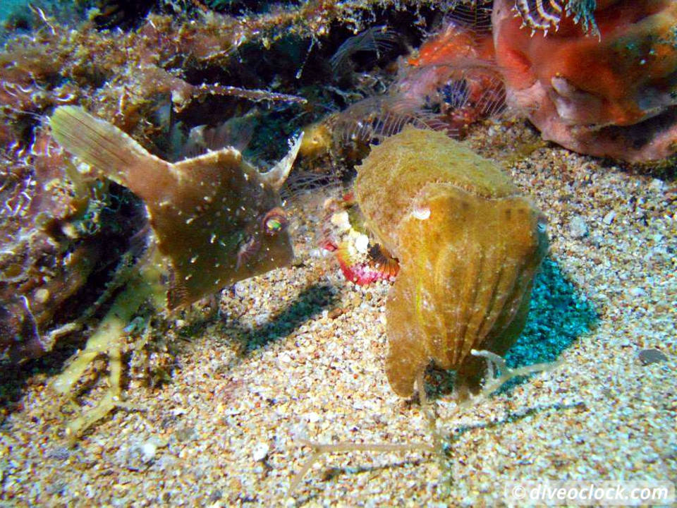 Dauin Awesome Muck Diving and Exploring Apo Island Philippines  Dauin Apo Island Philippines Diveoclock 22