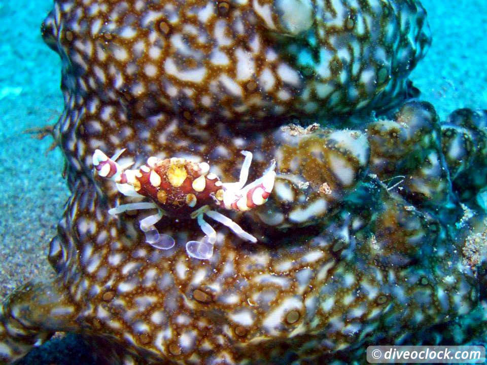 Dauin Awesome Muck Diving and Exploring Apo Island Philippines  Dauin Apo Island Philippines Diveoclock 25