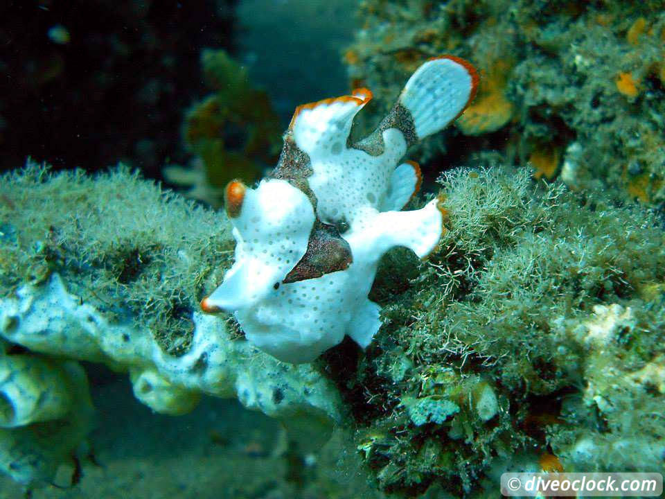 Dauin Awesome Muck Diving and Exploring Apo Island Philippines  Dauin Apo Island Philippines Diveoclock 26