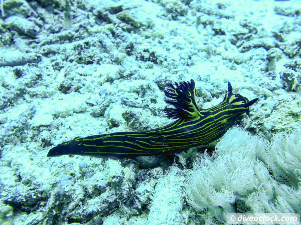 Dauin Awesome Muck Diving and Exploring Apo Island Philippines  Dauin Apo Island Philippines Diveoclock 29