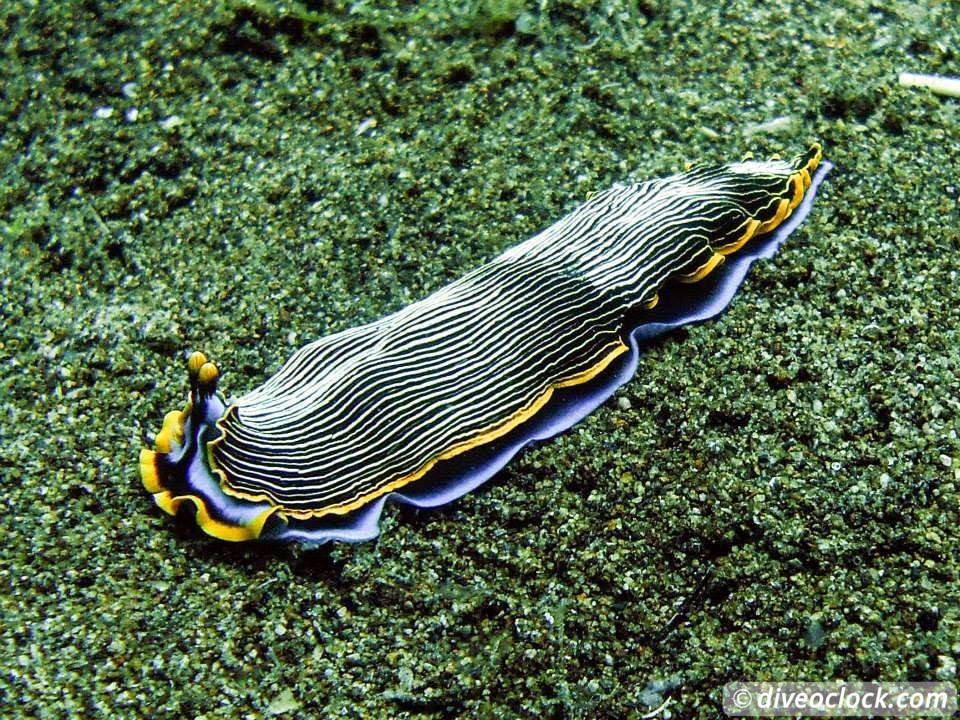 Dauin Awesome Muck Diving and Exploring Apo Island Philippines  Dauin Apo Island Philippines Diveoclock 3