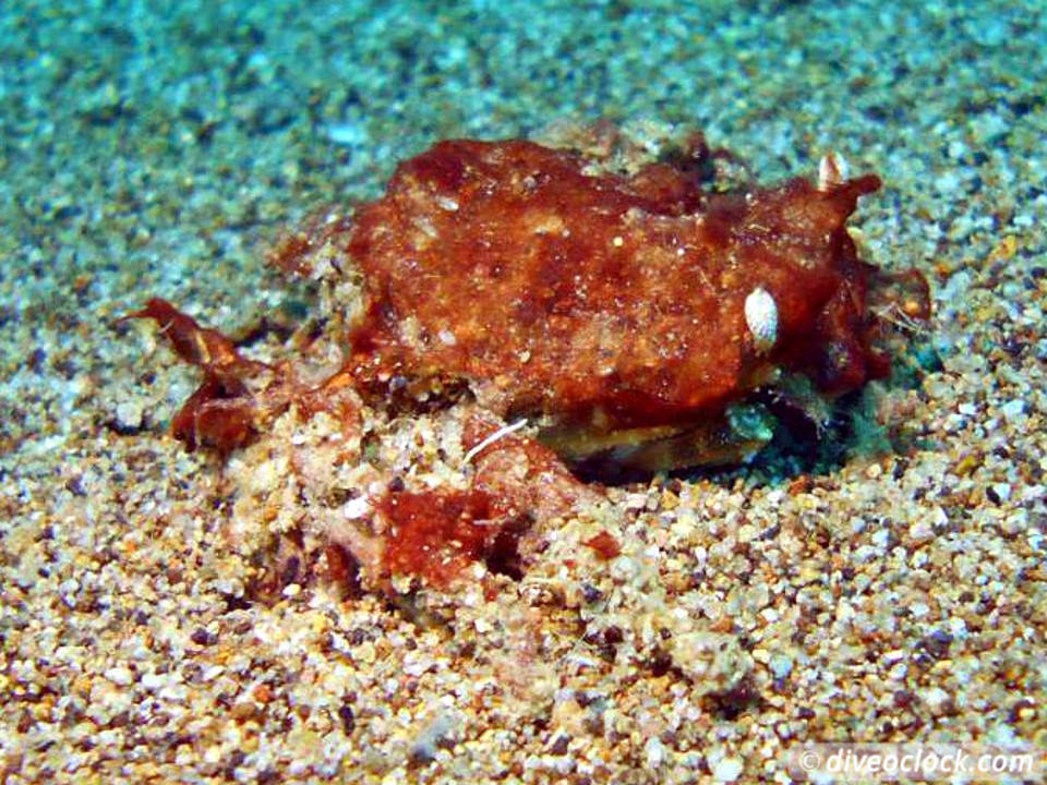 Dauin Awesome Muck Diving and Exploring Apo Island Philippines  Dauin Apo Island Philippines Diveoclock 4