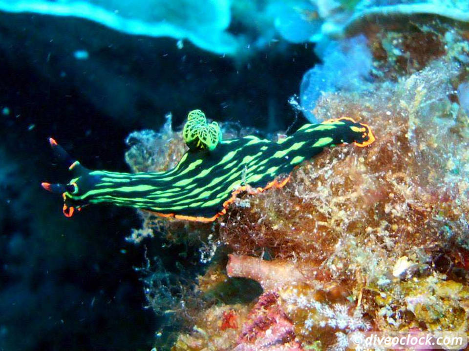 Dauin Awesome Muck Diving and Exploring Apo Island Philippines  Dauin Apo Island Philippines Diveoclock 7