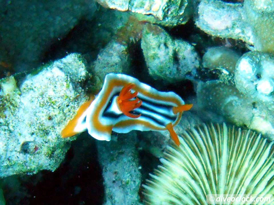 Dauin Awesome Muck Diving and Exploring Apo Island Philippines  Dauin Apo Island Philippines Diveoclock 9