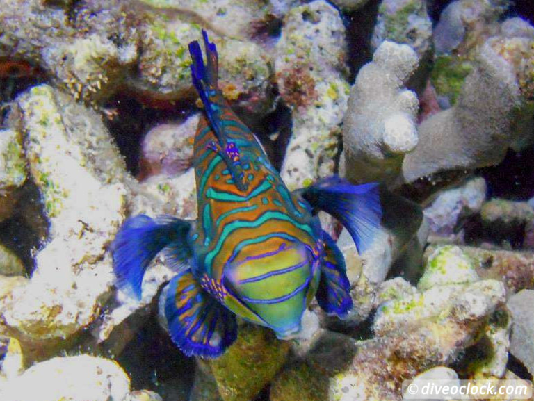 Malapascua Mindblowing Thresher Sharks Mandarin Fish Philippines  Malapascua Philippines Diveoclock 1