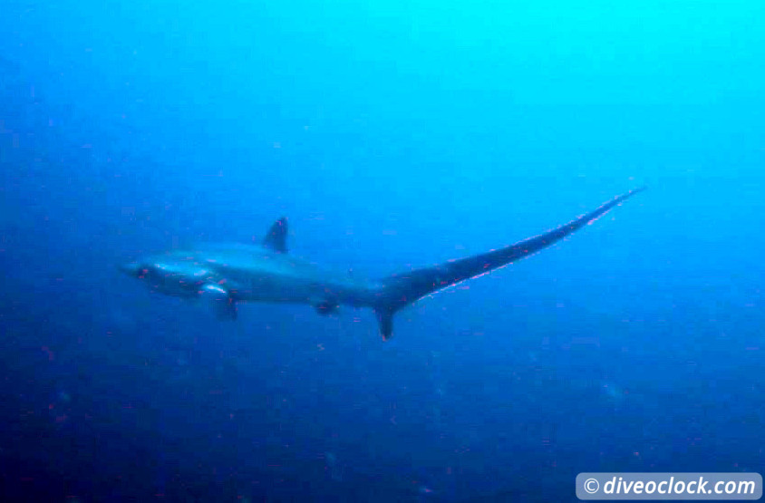 Malapascua Mindblowing Thresher Sharks Mandarin Fish Philippines  Malapascua Philippines Diveoclock 2