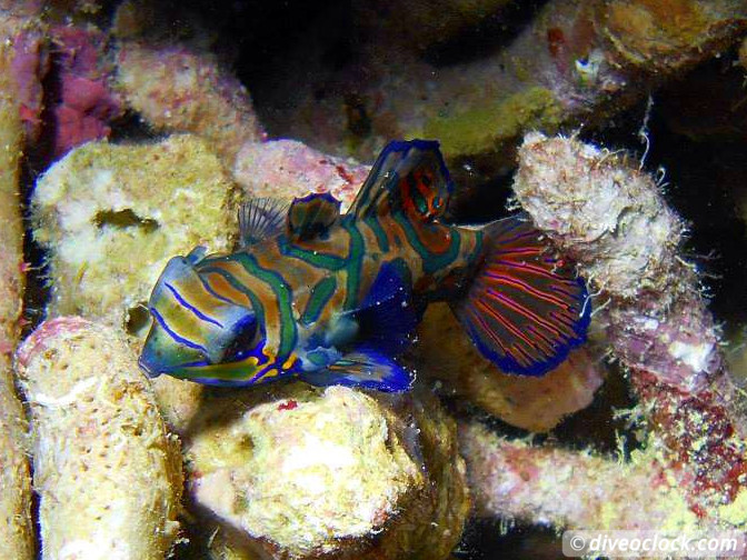 Malapascua Mindblowing Thresher Sharks Mandarin Fish Philippines  Malapascua Philippines Diveoclock 3