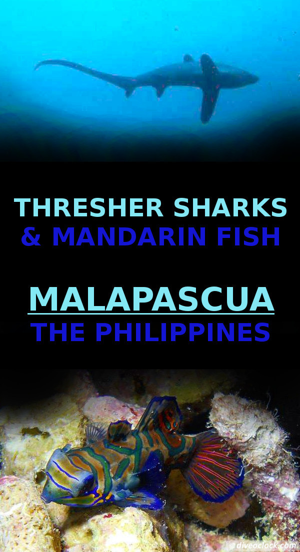 Malapascua - Mindblowing Thresher Sharks & Mandarin Fish (Philippines)