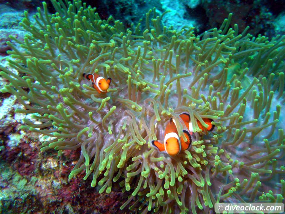 Moalboal Splendid House Reef and Sarine runs Philippines  Moalboal Philippines Diveoclock 14