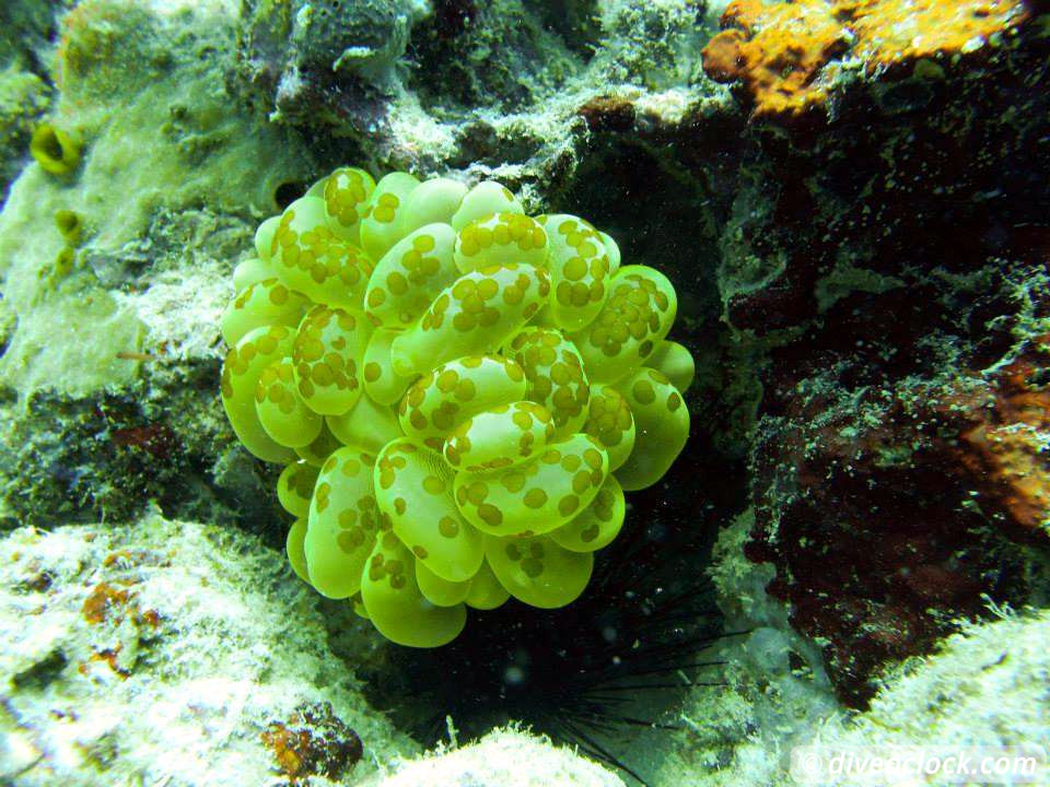 Moalboal Splendid House Reef and Sarine runs Philippines  Moalboal Philippines Diveoclock 15