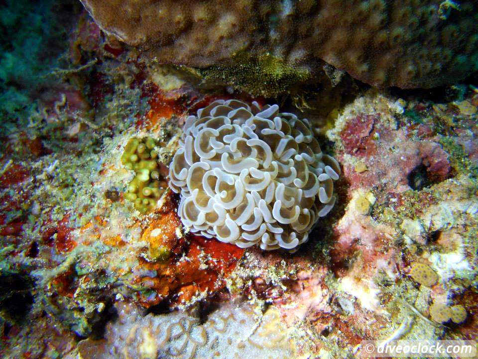 Moalboal Splendid House Reef and Sarine runs Philippines  Moalboal Philippines Diveoclock 16