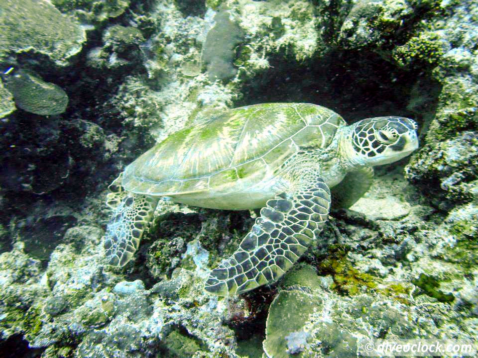 Moalboal Splendid House Reef and Sarine runs Philippines  Moalboal Philippines Diveoclock 20