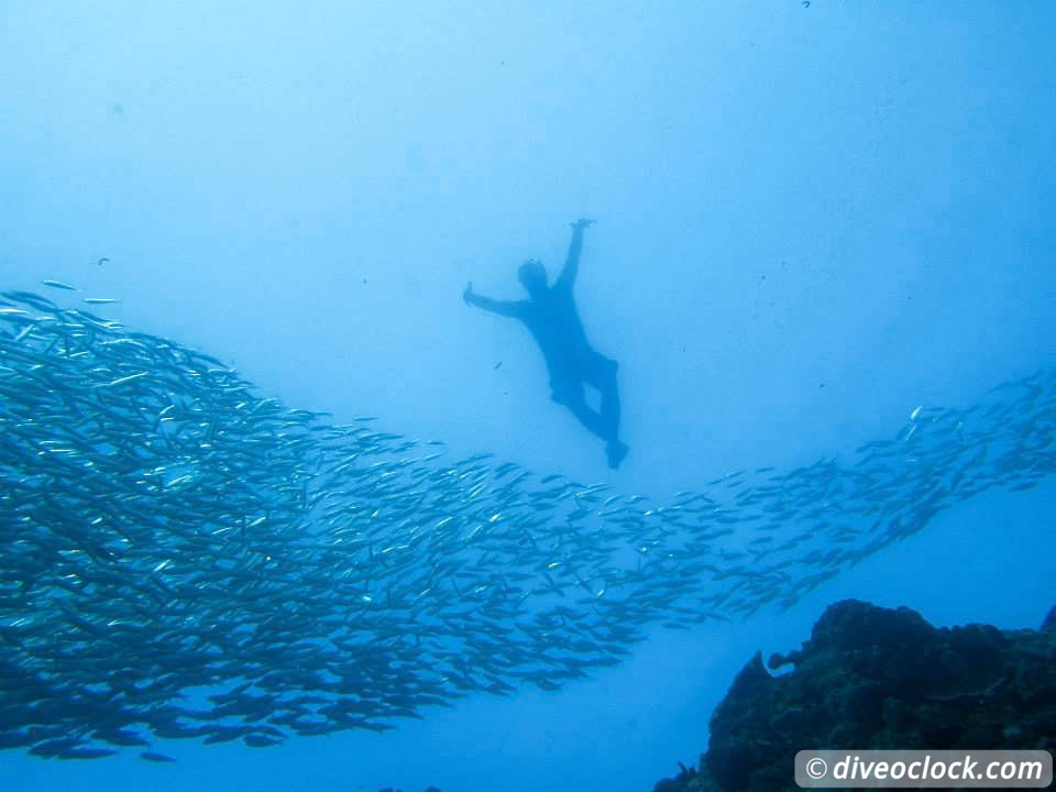 Moalboal Splendid House Reef and Sarine runs Philippines  Moalboal Philippines Diveoclock 21