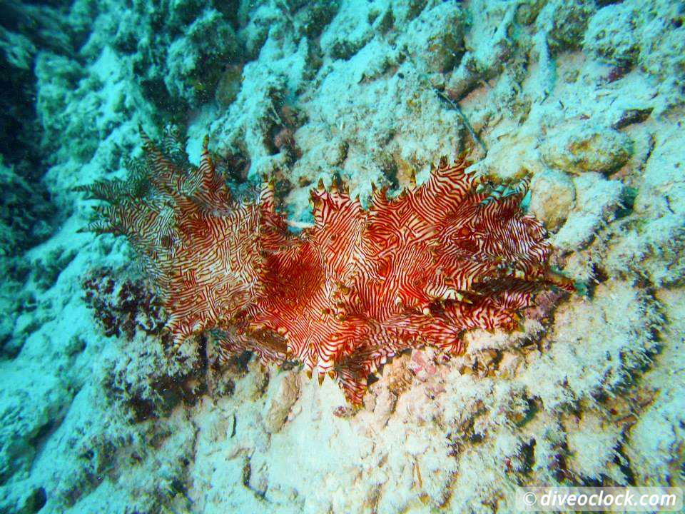 Moalboal Splendid House Reef and Sarine runs Philippines  Moalboal Philippines Diveoclock 7
