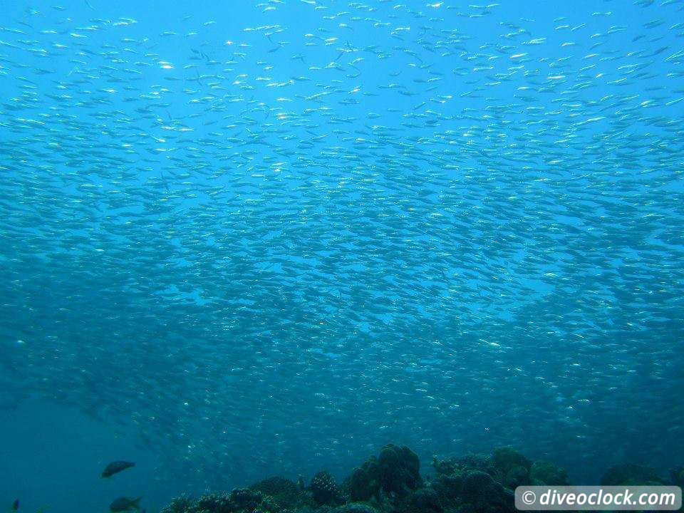 Moalboal Splendid House Reef and Sarine runs Philippines  Moalboal Philippines Diveoclock 9