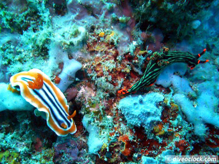 Puerto Galera Stunning Dives at Verde Island Philippines  Puerto Galera Philippines Diveoclock 10