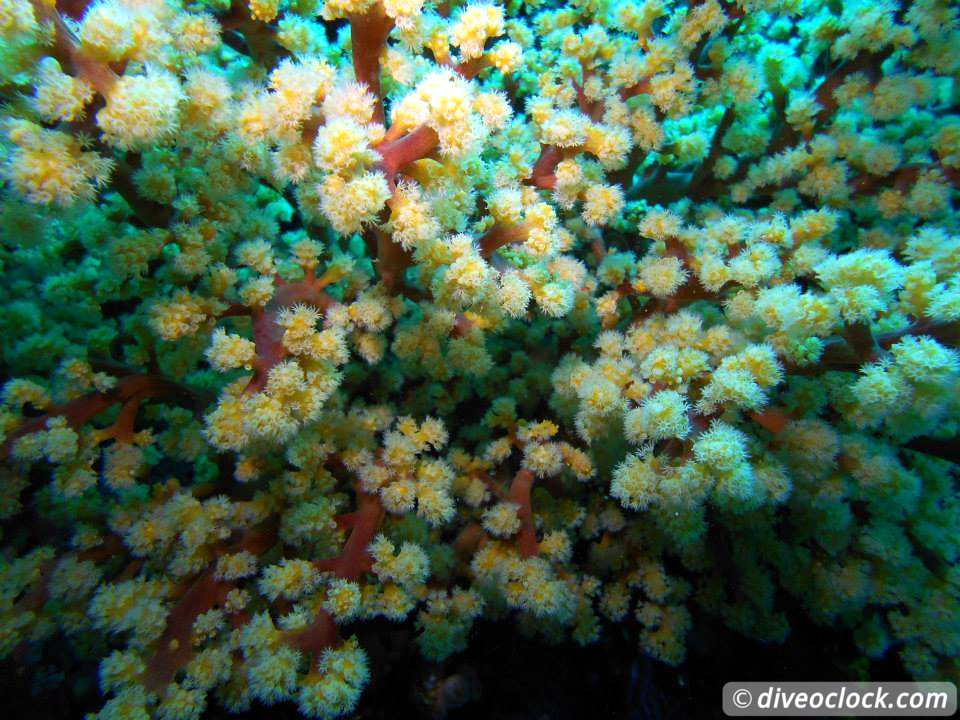 Puerto Galera Stunning Dives at Verde Island Philippines  Puerto Galera Philippines Diveoclock 11