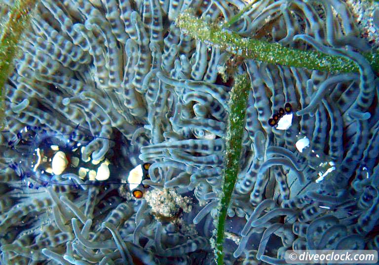 Puerto Galera Stunning Dives at Verde Island Philippines  Puerto Galera Philippines Diveoclock 12