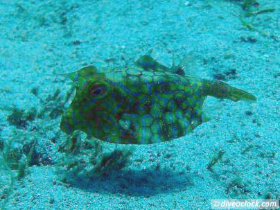 Puerto Galera Stunning Dives at Verde Island Philippines  Puerto Galera Philippines Diveoclock 13