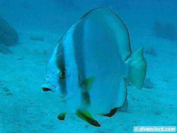 Puerto Galera Stunning Dives at Verde Island Philippines  Puerto Galera Philippines Diveoclock 14