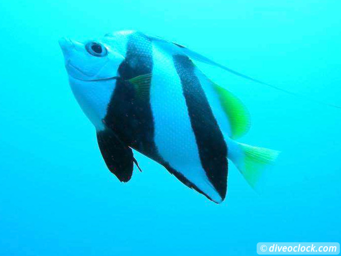 Puerto Galera Stunning Dives at Verde Island Philippines  Puerto Galera Philippines Diveoclock 15