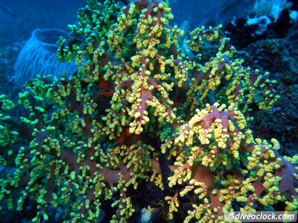 Puerto Galera Stunning Dives at Verde Island Philippines  Puerto Galera Philippines Diveoclock 17