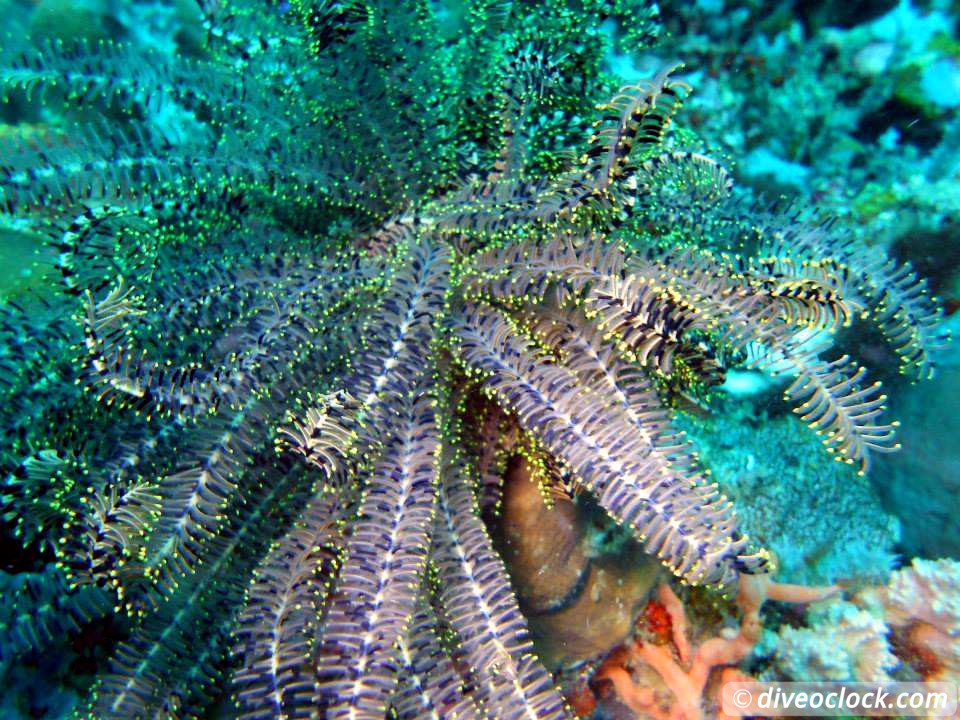 Puerto Galera Stunning Dives at Verde Island Philippines  Puerto Galera Philippines Diveoclock 18