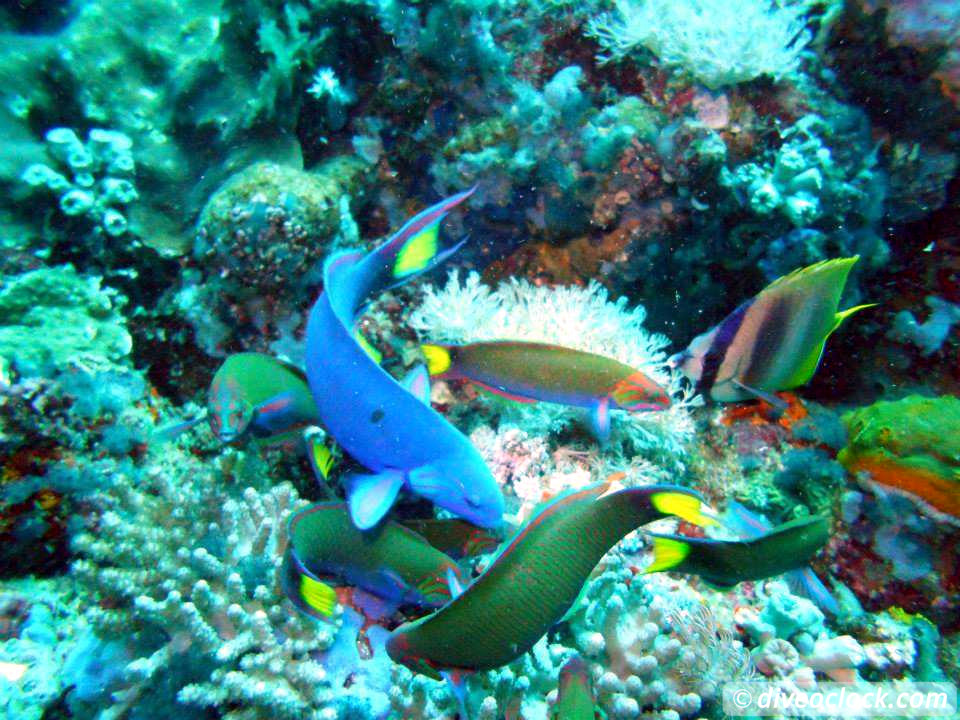 Puerto Galera Stunning Dives at Verde Island Philippines  Puerto Galera Philippines Diveoclock 21