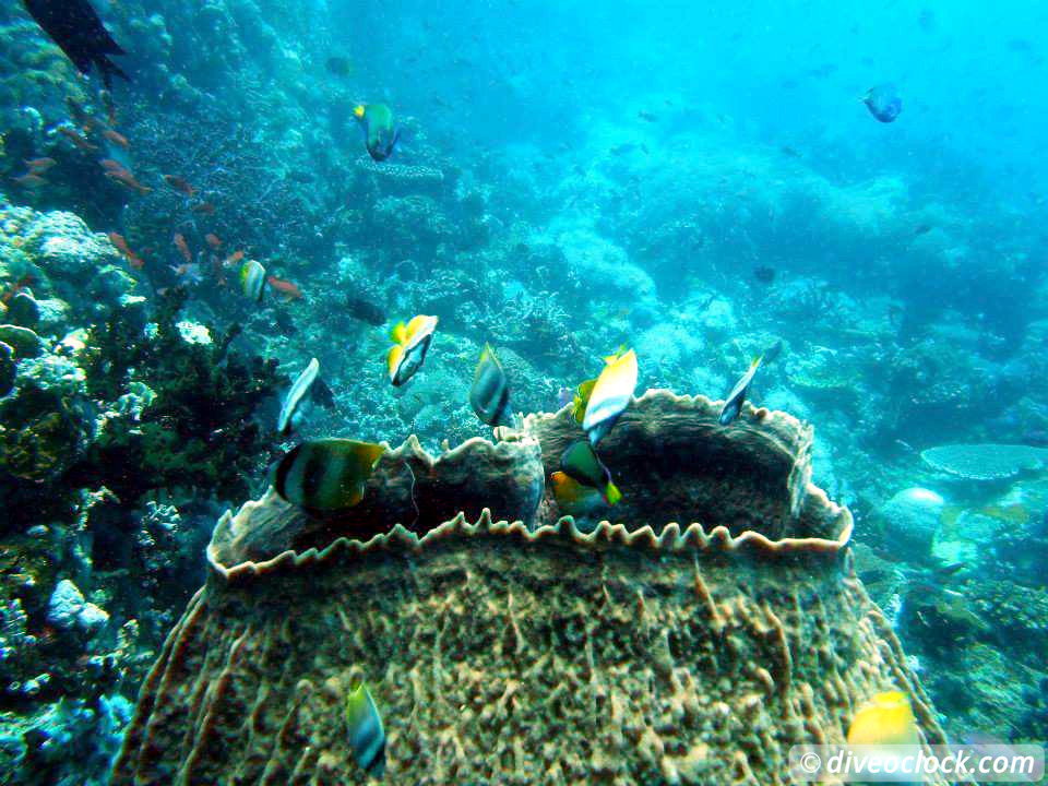 Puerto Galera Stunning Dives at Verde Island Philippines  Puerto Galera Philippines Diveoclock 23