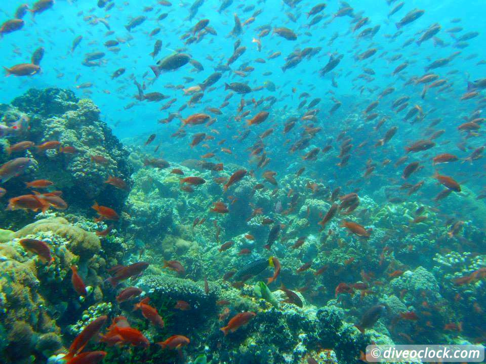 Puerto Galera Stunning Dives at Verde Island Philippines  Puerto Galera Philippines Diveoclock 3