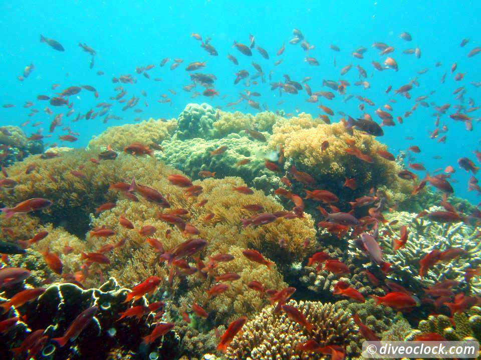 Puerto Galera Stunning Dives at Verde Island Philippines  Puerto Galera Philippines Diveoclock 5