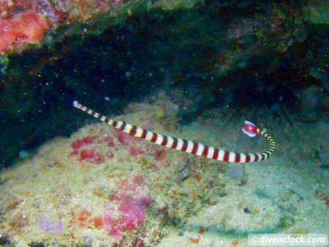 Puerto Galera Stunning Dives at Verde Island Philippines  Puerto Galera Philippines Diveoclock 7