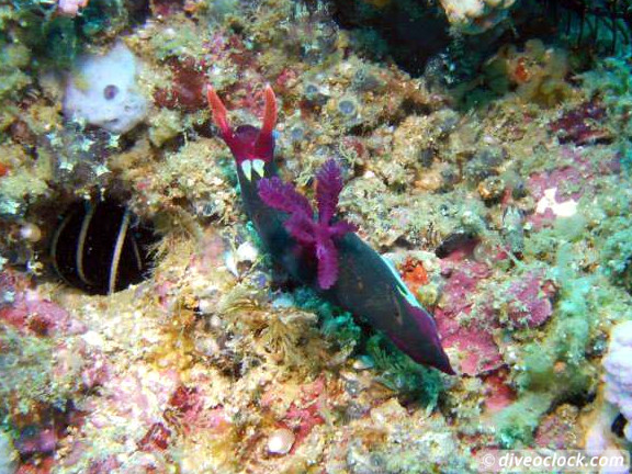 Puerto Galera Stunning Dives at Verde Island Philippines  Puerto Galera Philippines Diveoclock 8