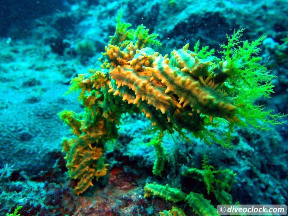 Puerto Galera Stunning Dives at Verde Island Philippines  Puerto Galera Philippines Diveoclock 9